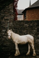 Irish fauna and flora © Justyna d.Arc
