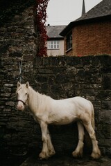 Irish fauna and flora