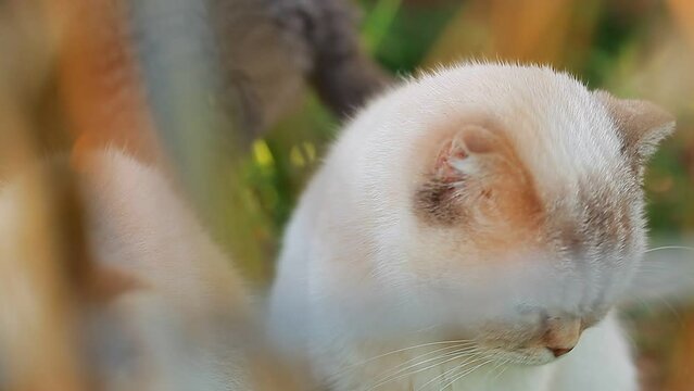 cats in a cattery in a cage in the yard