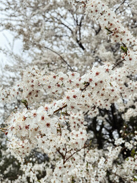 Beautiful cherry blossoms in sunny meadow close up. Hello spring. Blooming cherry tree branches. Vertical phone photo