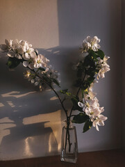 Beautiful blooming apple branch on windowsill in evening sunlight against wall. Atmospheric moody image. Creative spring details, art wallpaper. Vertical phone photo
