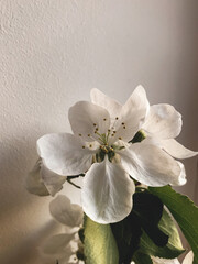 Beautiful blooming apple flower on branch on windowsill in sunlight against wall. Atmospheric moody image. Creative spring details. Vertical phone photo