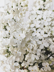 Beautiful white lilac flowers close up. Spring details. Blooming lilac branch in room. Vertical phone photo