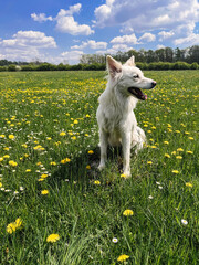 Obraz premium Cute white dog sitting among yellow wildflowers in sunny meadow. Summer travel with pet. Danish spitz doggy and dandelion flowers in grassland. Vertical photo