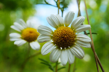 Fototapeta premium daisy in the sun