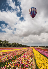 Fototapeta premium Flowers on the field planted by color stripes