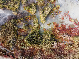 a colorful landscape of plants in a swamp. Salt lake on the shore grow different flowers and greenery of different shades. the plants on the lake are green, red, yellow. Aerial view of vegetation from