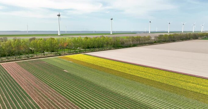 Aerial view of flowering tulip field and wind farm along IJsselmeer dike, Noordoostpolder, Flevoland, Netherlands