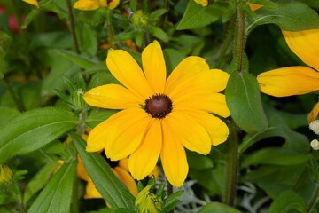 Sunflower , belle fleur d'été.