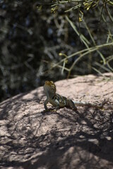 lizard on the rock