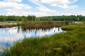 Summer landscape full of lakes, swamps and reeds in South Bohemia in a place called Borkovice