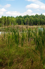 Summer landscape full of lakes, swamps and reeds in South Bohemia in a place called Borkovice
