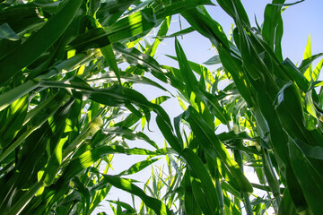 A field of corn illuminated by the sun. Green plant leaves and blue sky.