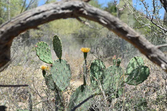 Yellow Flowers Blooming On A Pricklypear Cactus