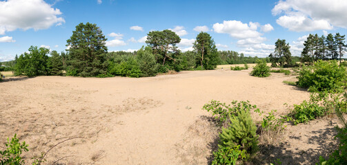 Fototapeta na wymiar Sand dunes in the summer in the forest among the trees. Sand overburden in South Bohemia - Vlkov, Czech Republic