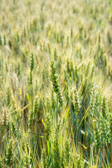 Close-up on an ear of green unripe corn in the field in summer