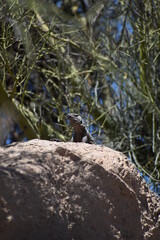 chuckwalla lizard on the rock