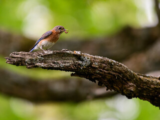 Eastern Bluebird