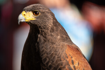 Beautiful tame falcon at a bird show