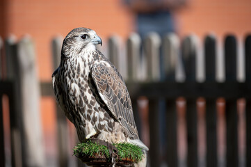 Beautiful tame falcon at a bird show