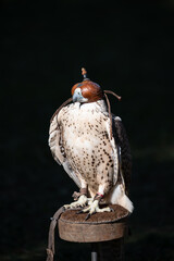 Beautiful tame falcon at a bird show