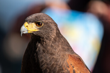 Beautiful tame falcon at a bird show