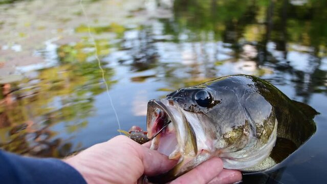Holding perfect summer catch, fish, large mouth bass held by its mouth, close up, right in the water