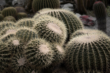 close up of cactus