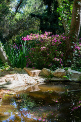 Sunny view of the beautiful Rhododendron blossom at Descanso Garden