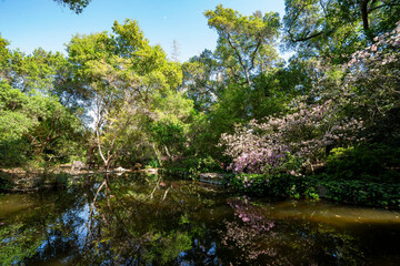 Fototapeta na wymiar Sunny view of the beautiful Rhododendron blossom at Descanso Garden