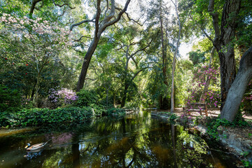 Sunny view of the beautiful Rhododendron blossom at Descanso Garden