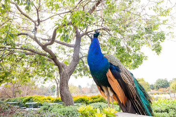 Fototapeta premium Close up shot of a beautiful male peacock