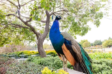 Zelfklevend Fotobehang Close up shot of a beautiful male peacock © Kit Leong
