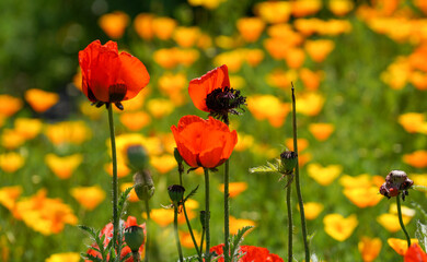 field of poppies