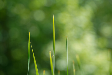 green grass in the morning