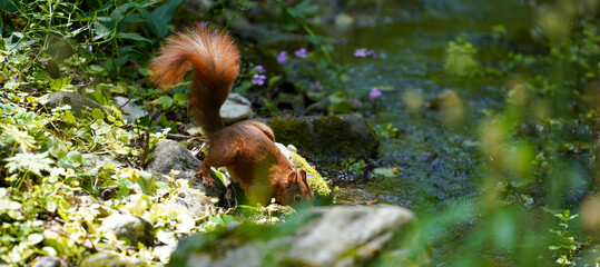 Obraz premium squirrel in the forest