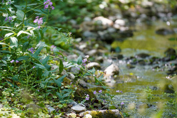 flowers in the forest