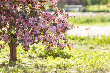 Pink cherry blossom trees, in the garden in sunlight