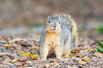 Close up shot of cute squirrel