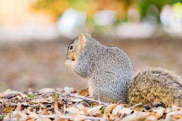 Close up shot of cute squirrel