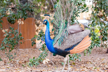 Obraz premium Close up shot of peacock showing its fan