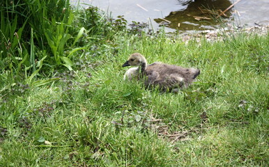 duck on the grass