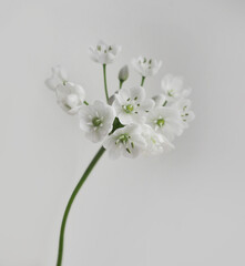 Allium spray white flower isolates on white background