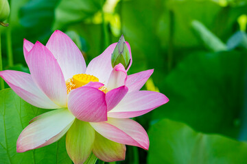 Close up shot of Lotus flower blossom