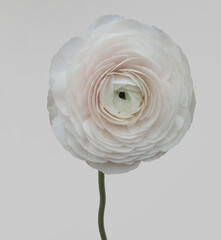 Ranunculus Hanoi clooney white flower isolated on white background