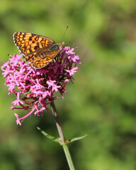 orange and black butterfly on a violet flower