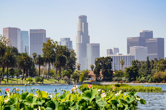 Sunny view of the Los Angeles downtown and Lotus blossom