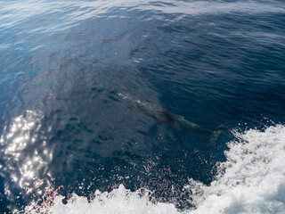 Close up shot of dolphin swimming