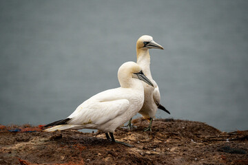 cormorant helgoland northsea