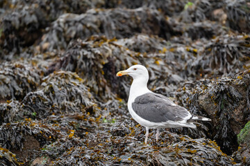 seagull northsea